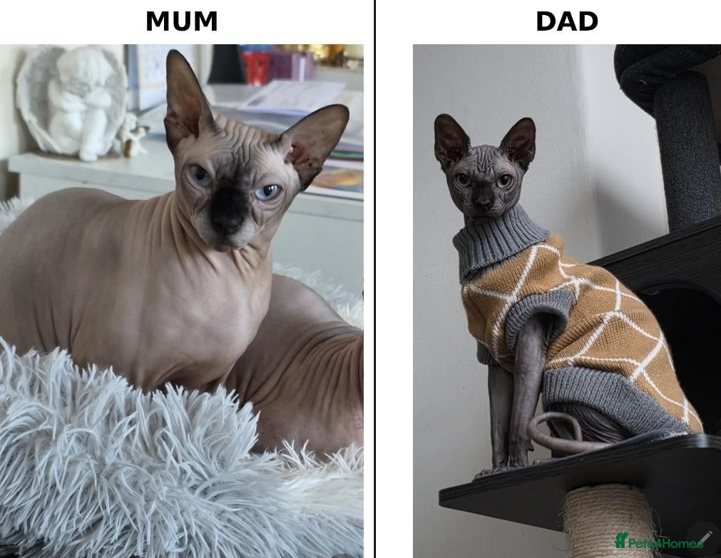 Sphynx cats TICA Registered Sphynx Kittens - Advert 1