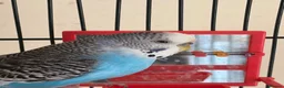 Lovebirds birds for sale: 2 lovebirds and a budgie looking for a loving home in Dewsbury - Advert 4