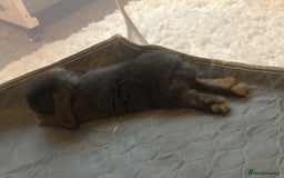 Mini Lop rabbits for adoption: Grey lop - Image 2