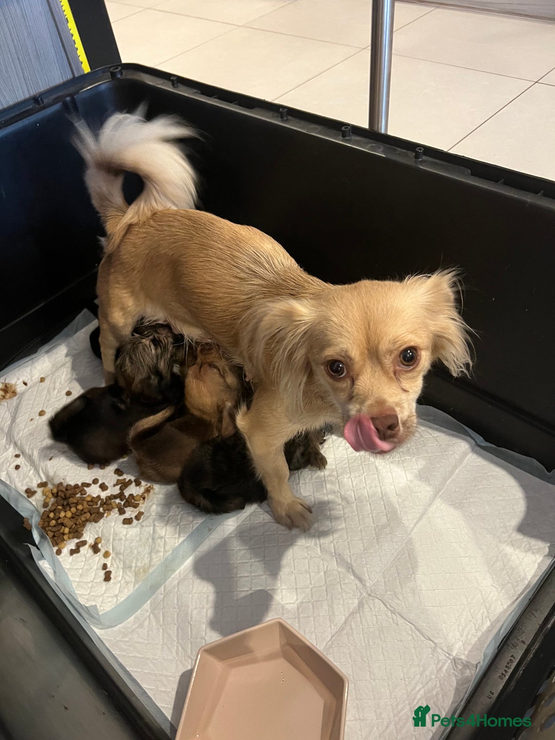 Mixed Breed dogs for sale: Chihuahua cross terrier puppies  - Image 26