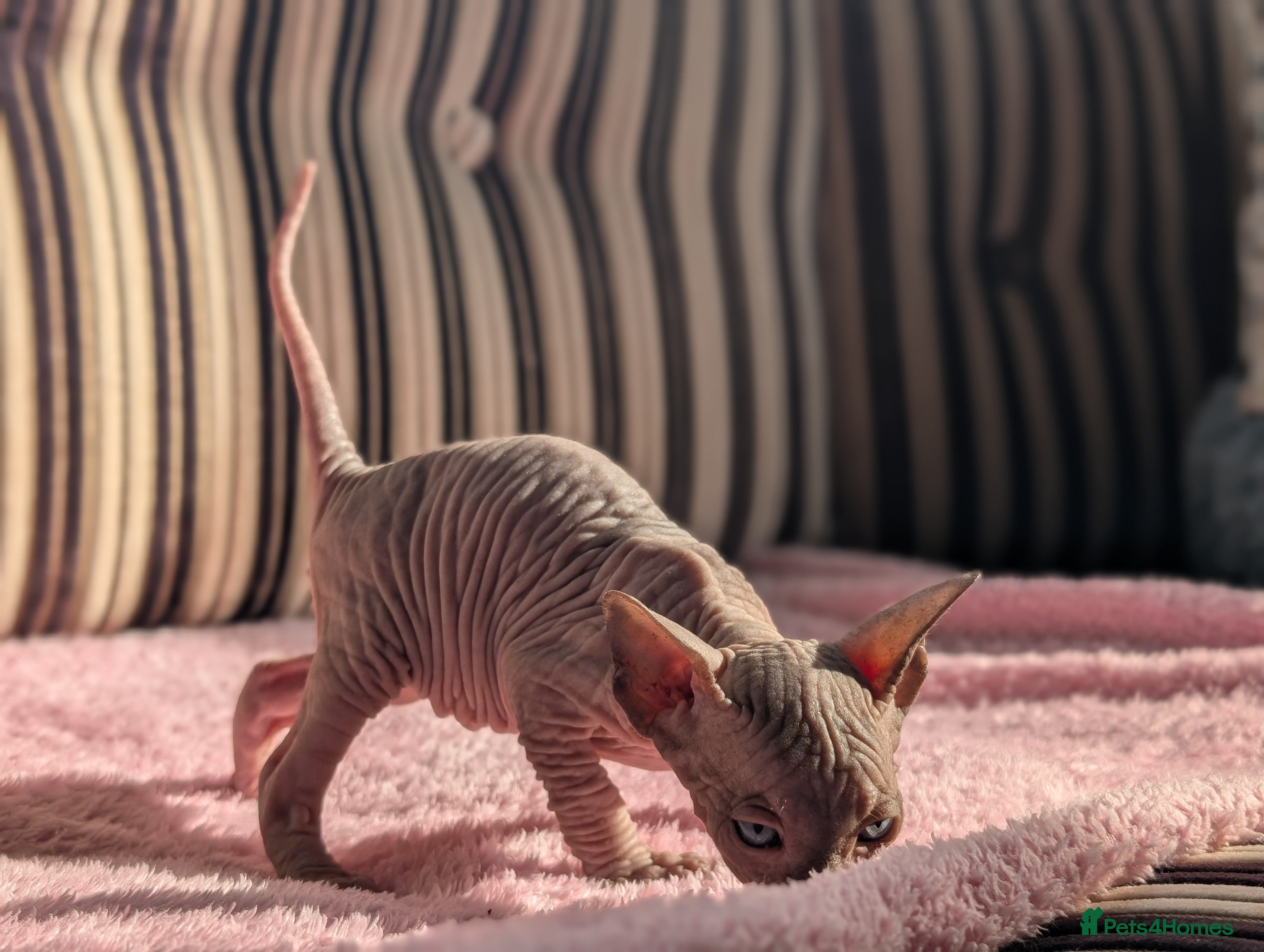 Sphynx cats Ready for reservation  - Advert 13