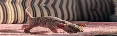 Sphynx Kitten 1