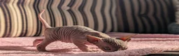 Sphynx cats for sale: Ready for reservation  - Advert 1