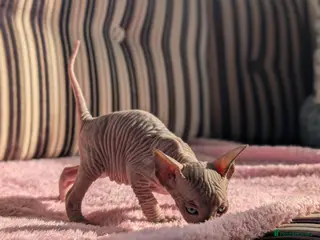 Sphynx cats Ready for reservation - Advert 13