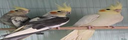 Cockatiels birds for sale: Beautiful Cockatiels & Kakarikis available now!!! - Advert 1