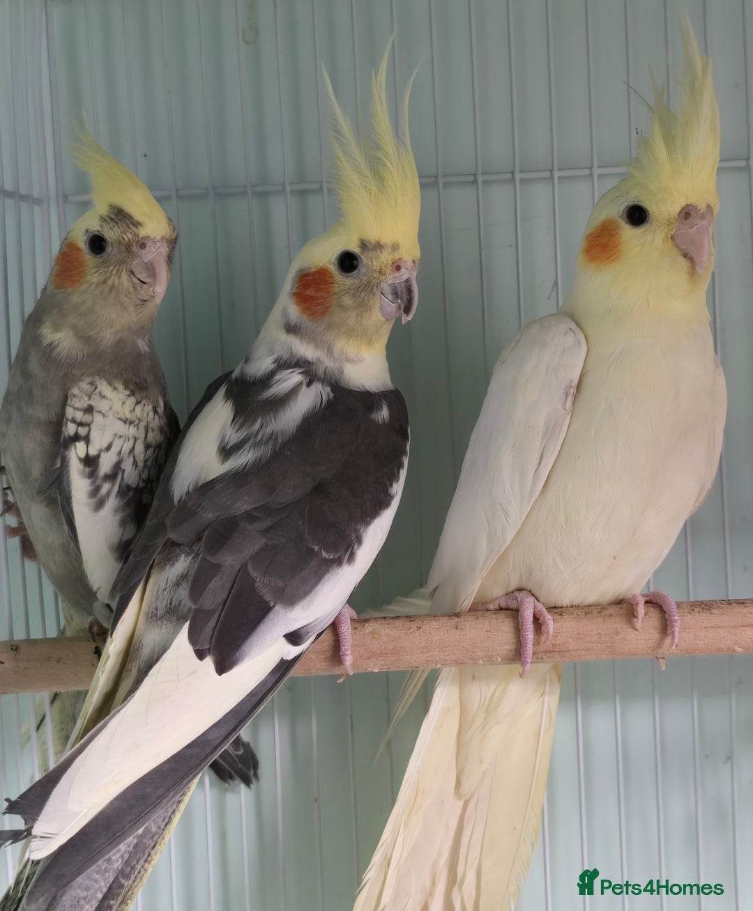 Cockatiels birds for sale: Beautiful Cockatiels & Kakarikis available now!!! - Advert 1