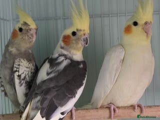 Cockatiels birds Beautiful Cockatiels & Kakarikis available now!!! - Advert 6