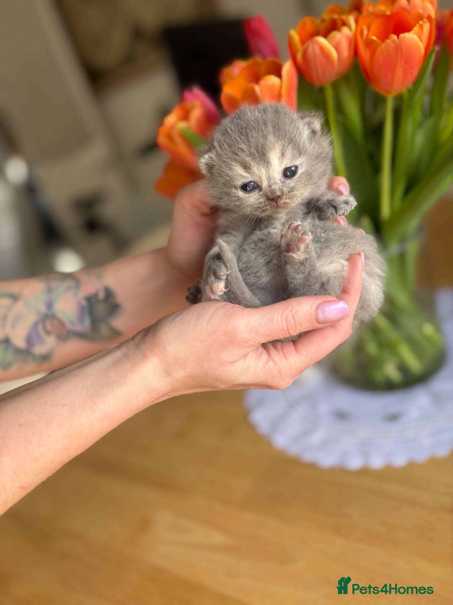 British Shorthair cats BRITISH SHORTHAIR KITTENS AVAILABLE 😻😻😻 - Advert 3