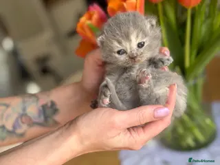 British Shorthair cats BRITISH SHORTHAIR KITTENS AVAILABLE 😻😻😻 - Advert 5