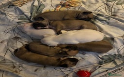 Frug dogs for sale: 3/4 frenchie 1/4 pug pups for sale  - Image 8