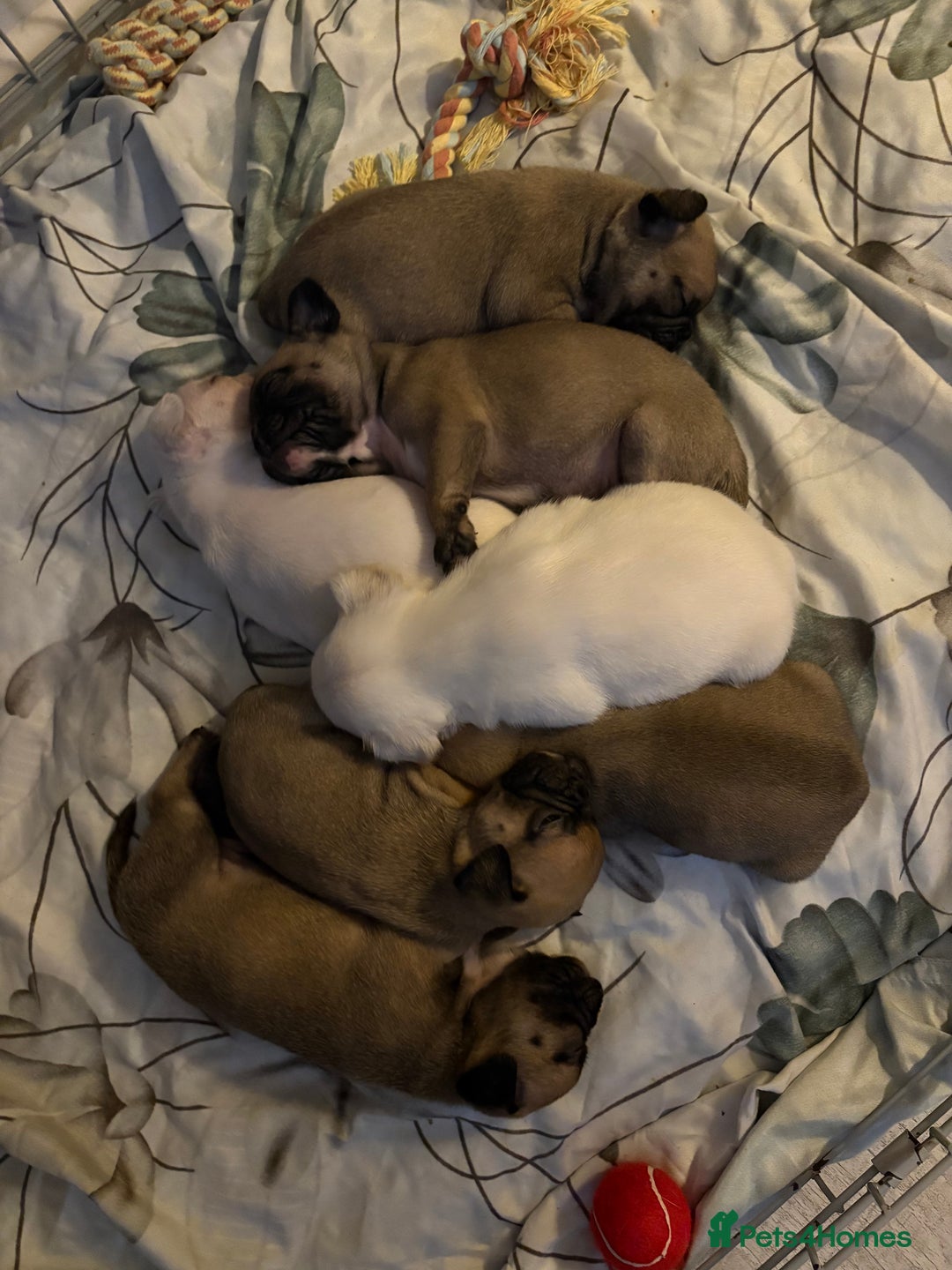 Frug dogs for sale: 3/4 frenchie 1/4 pug pups for sale  - Image 8