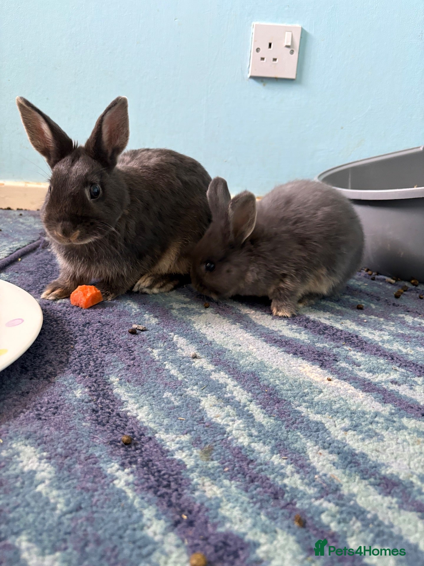 Netherland Dwarf rabbits Gorgeous Netherland Dwarf mix breed - Advert 18