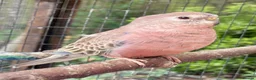 Parakeets birds for sale: Hand reared Bourkes Parakeets  - Advert 3