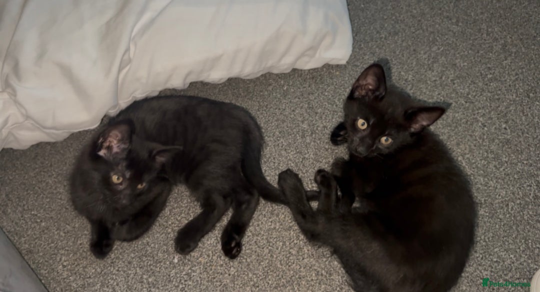 British Shorthair cats for sale: 2 Kittens for sale - Image 2