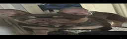 French Bulldog dogs for sale: French bulldogs  - Advert 1