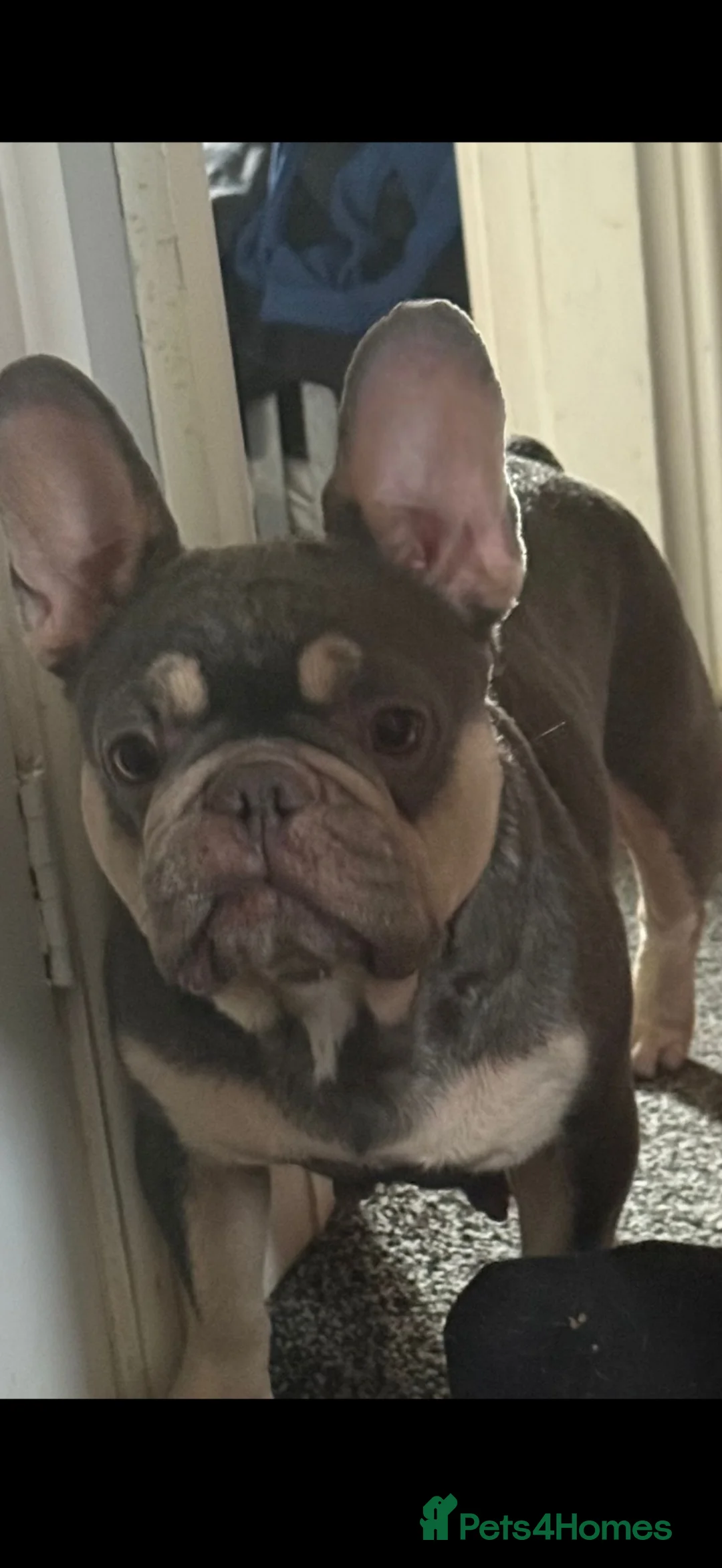 French Bulldog dogs for sale: French bulldogs  - Advert 1