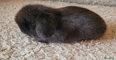 Mini Lop rabbits Stunning pure bred mini lops available.  - Advert 4