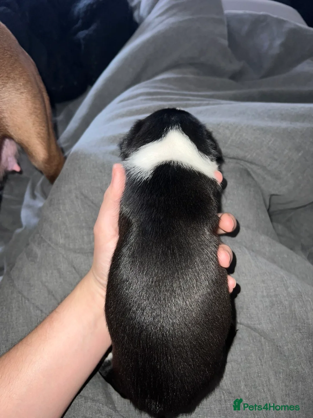 Boston Terrier dogs for sale: Quality Lines KC Registered Boston Terrier Puppies - Advert 19
