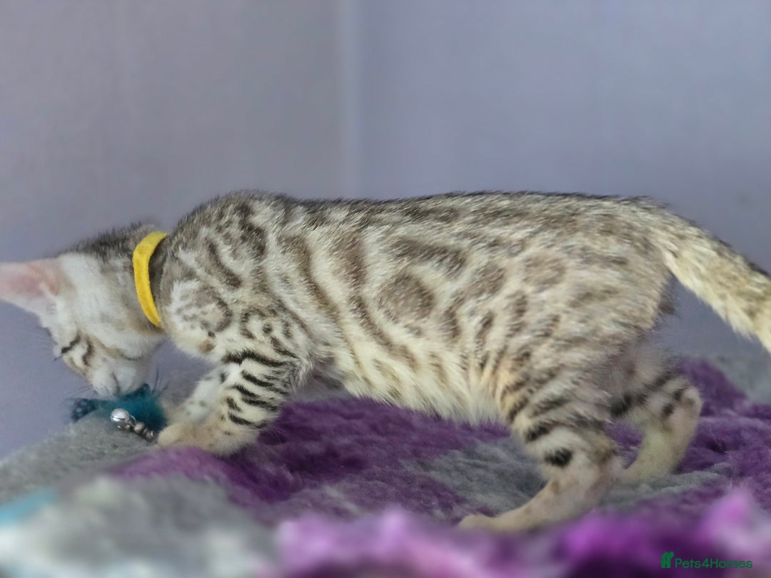 Bengal cats for sale: TICA Champion Bengal Kittens  - Image 30
