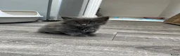 Mixed Breed cats for sale: Beautiful very friendly long haired kittens  - Advert 11