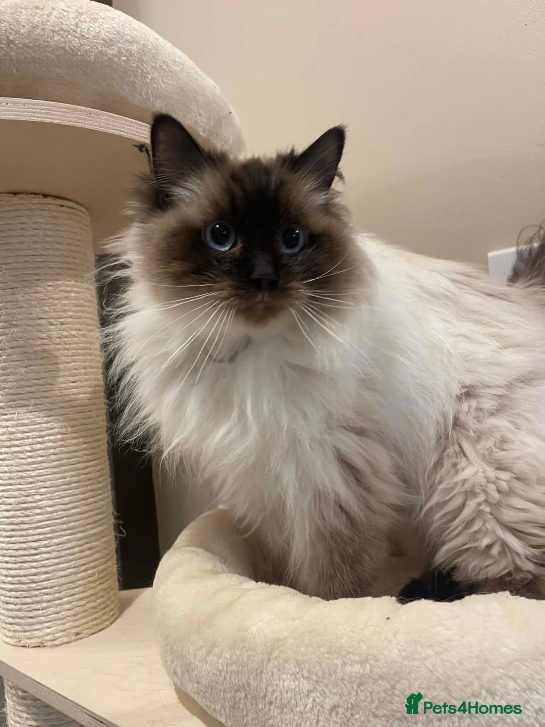 Ragdoll cats for sale: Beautiful Ragdoll Kittens - Advert 25