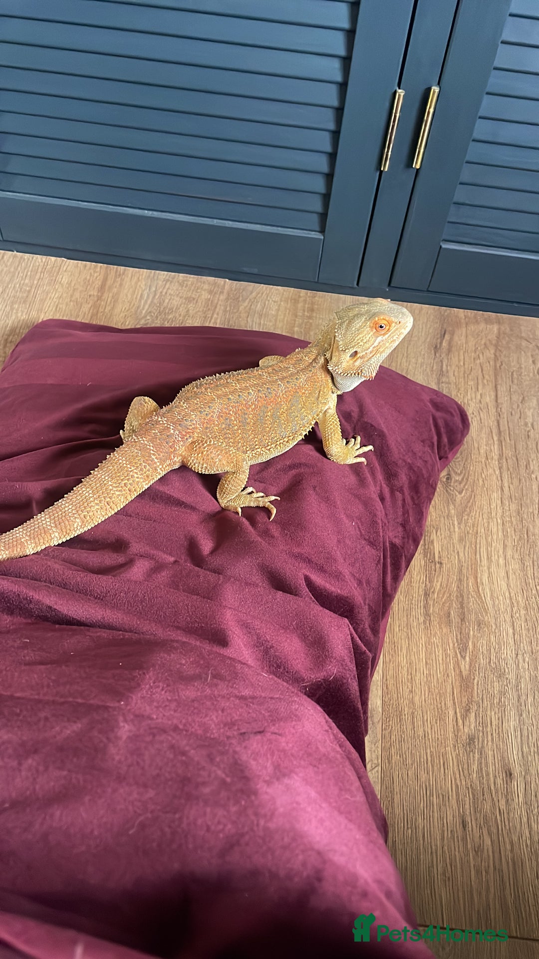 Bearded Dragon reptiles for sale: Male Bearded Deagon and full set up. - Image 2