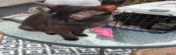 Mixed Breed cats for sale: Male kittens  - Advert 5
