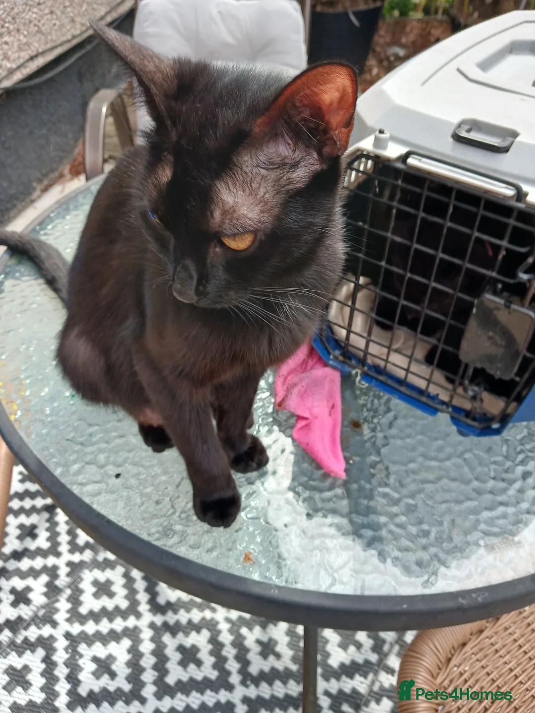 Mixed Breed cats for sale: Male kittens  - Advert 5
