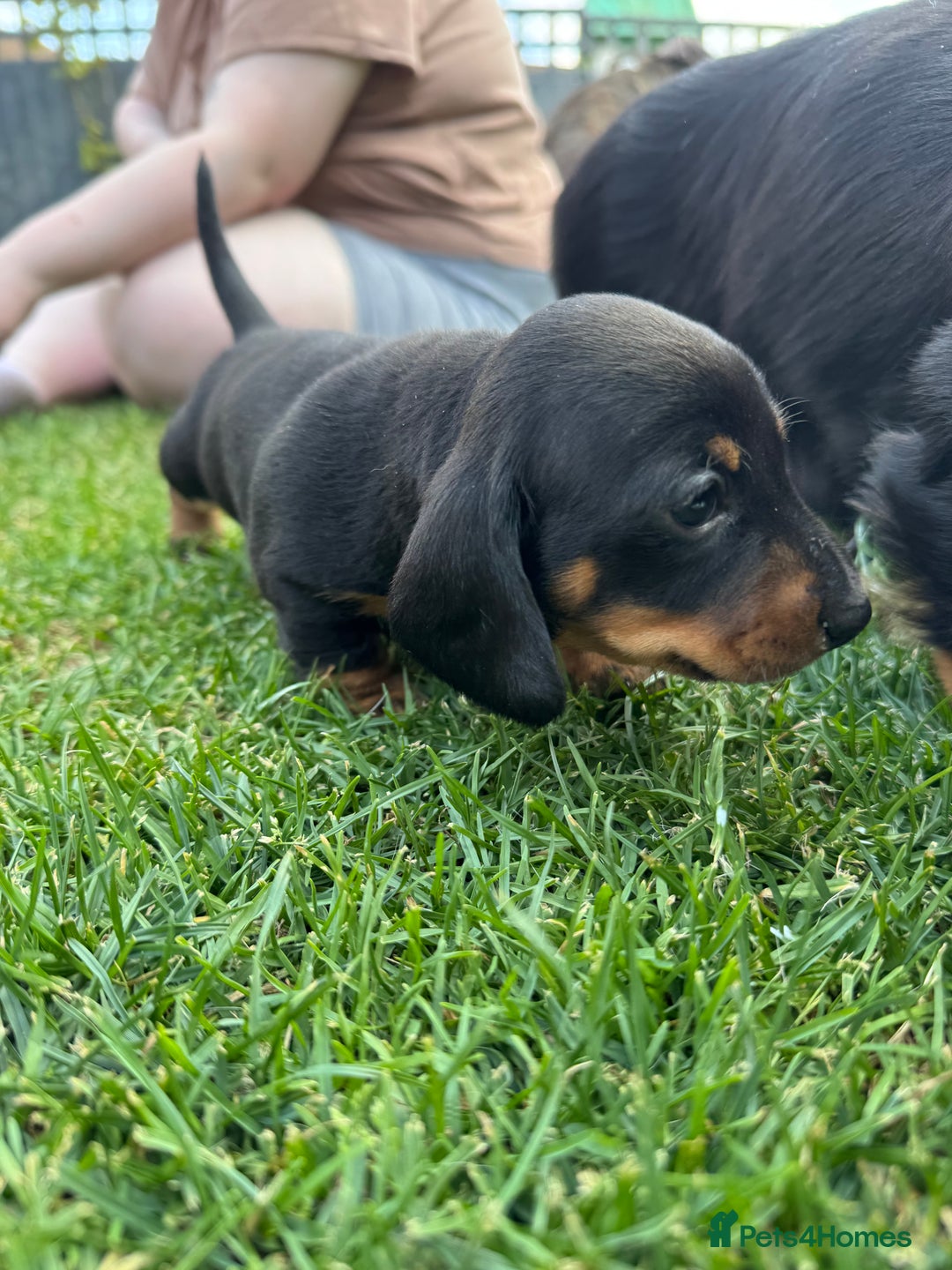 Miniature Dachshund dogs for sale: Miniature Smooth-Haired Dachshunds  - Image 15