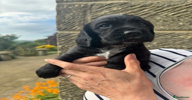 Cocker Spaniel dogs - Advert 16