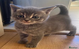 Mixed Breed cats for sale: Litter of mixed breed with British blue father  - Image 10