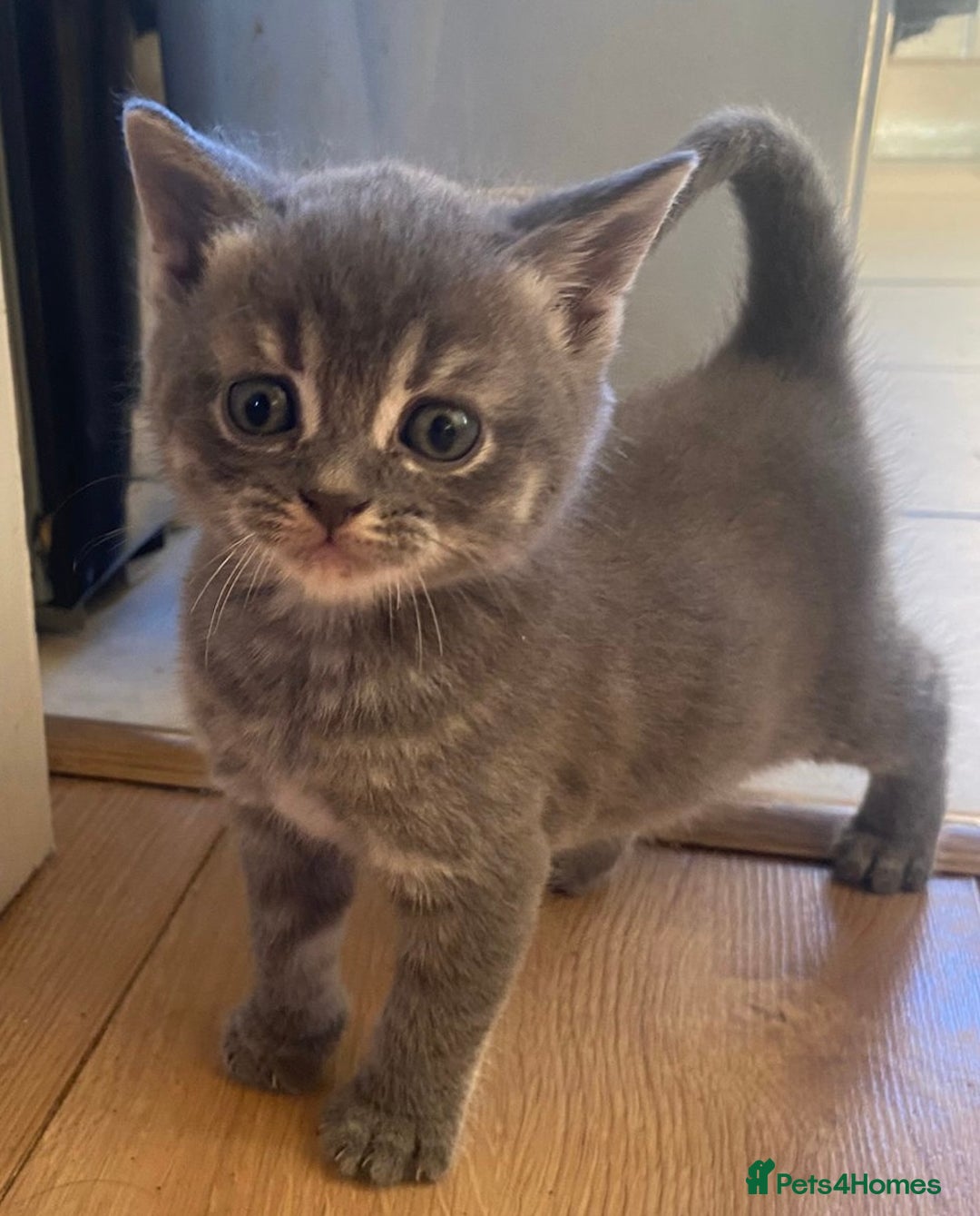 Mixed Breed cats for sale: Litter of mixed breed with British blue father  - Image 10