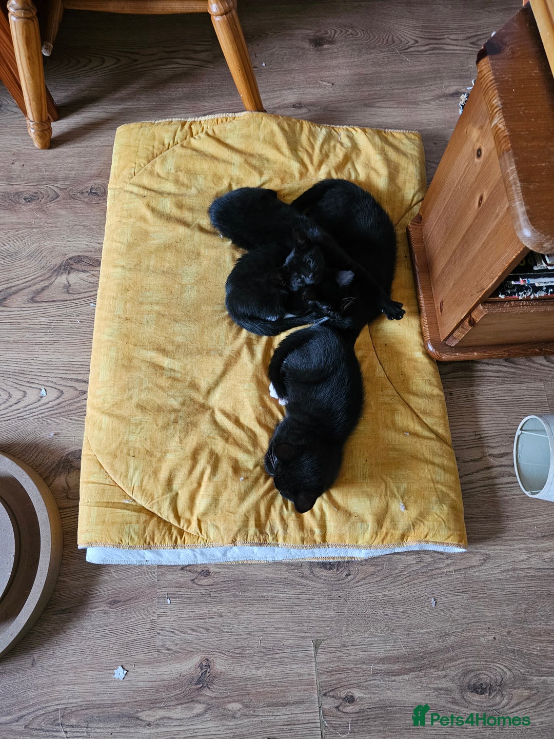 Mixed Breed cats for sale: READY NOW beautiful & charming 4mths old kittens - Image 9