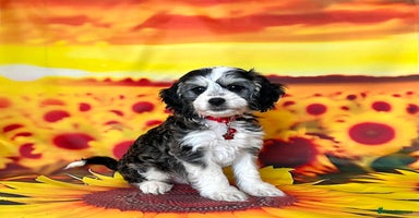 Cockapoo dogs - Advert 1