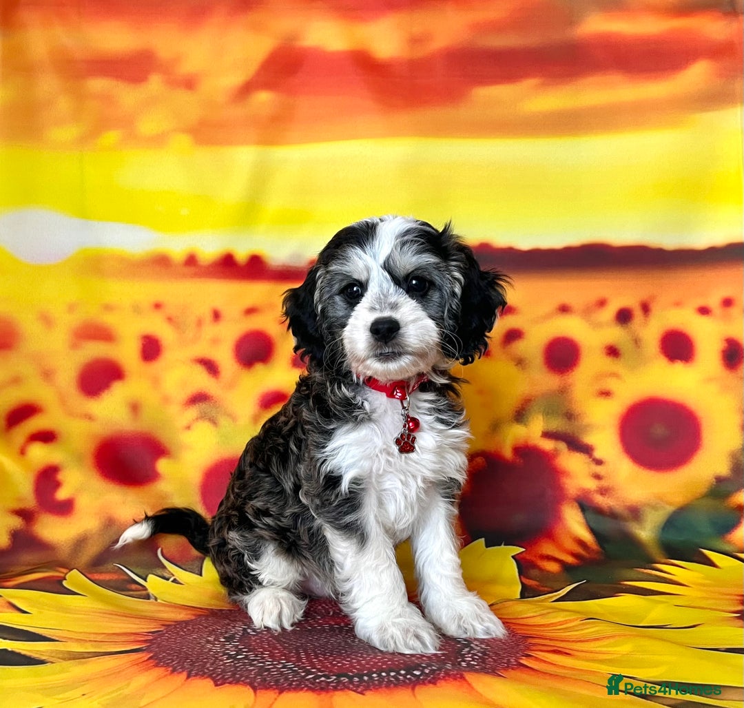 Cockapoo dogs for sale: ⭐️Rare Silver Phantom DNA CLEAR Mini F1 Cockapoos - Image 2