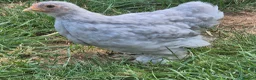 Chickens poultry for sale: Pekin chicks / pullets - Advert 5