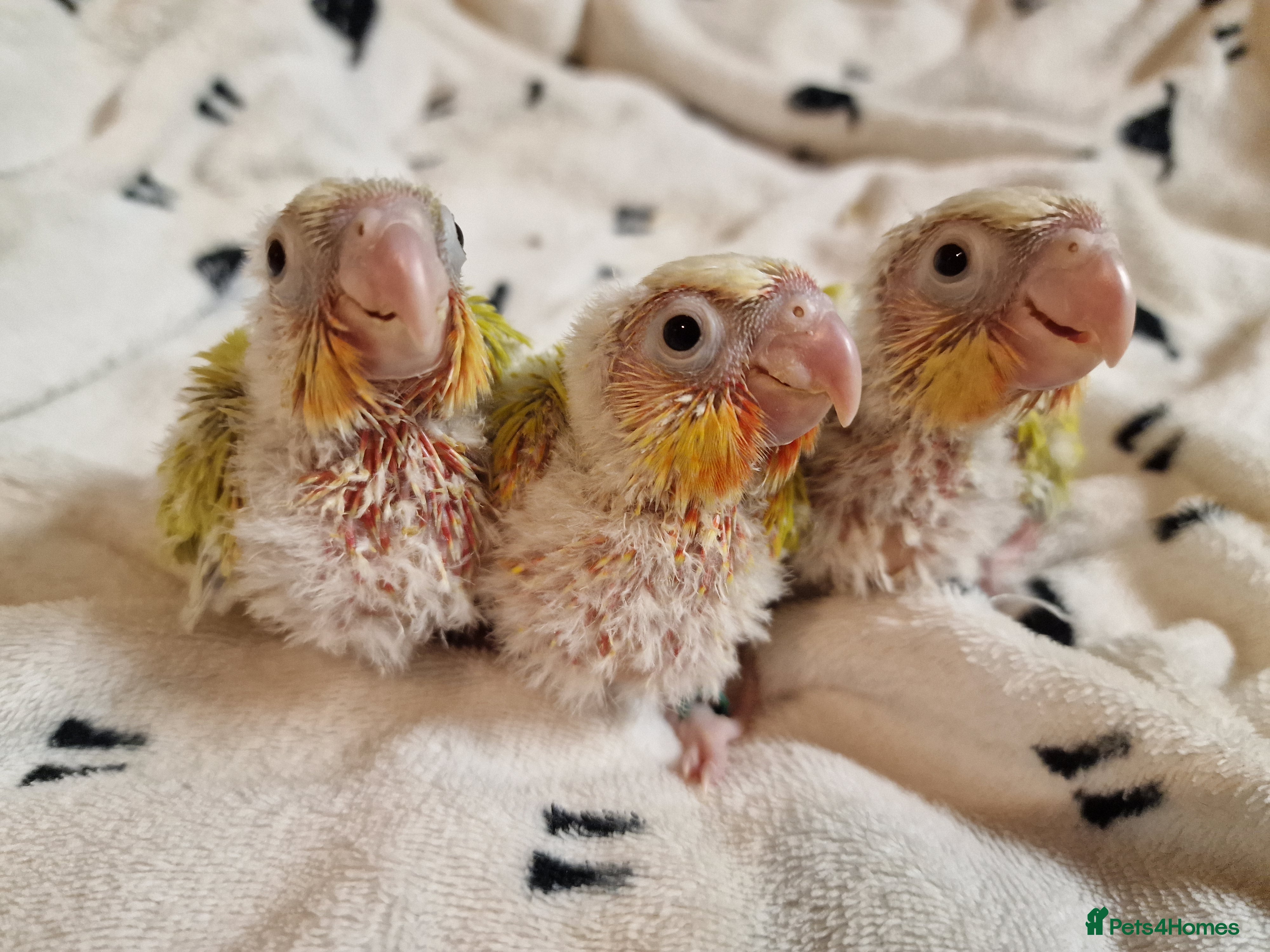Conures birds Beautiful fully hand reared conure baby's  - Advert 20