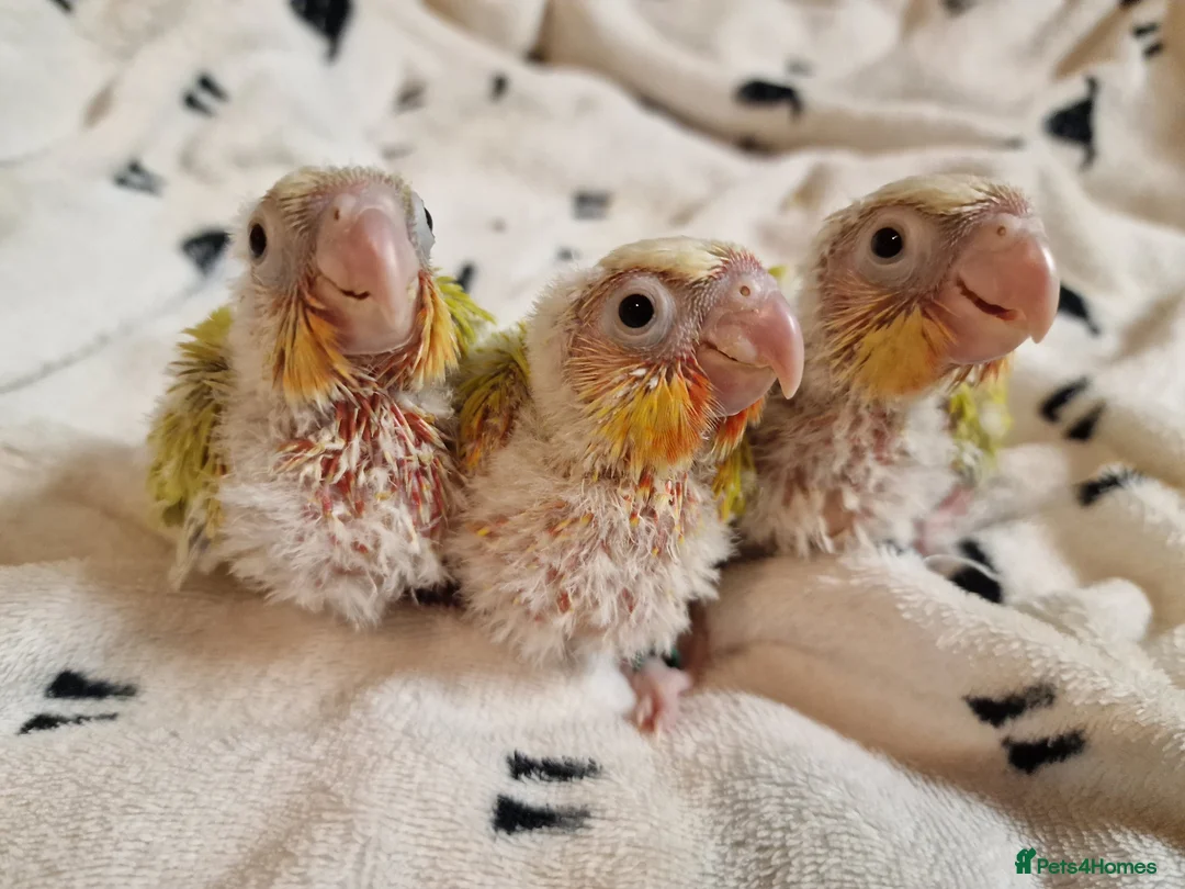 Conures birds for sale: Beautiful fully hand reared conure baby's  - Advert 9