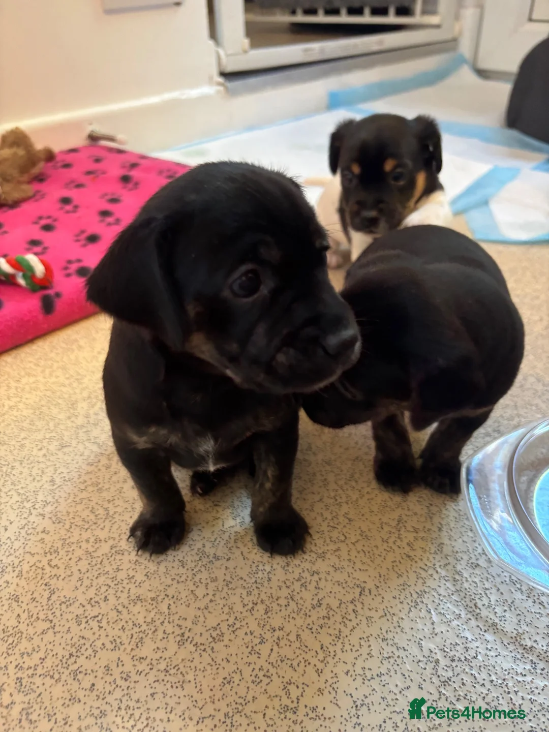 Mixed Breed dogs for sale: Jack Russell Cross Puppies  - Advert 23