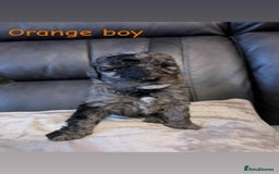 Labradoodle dogs for sale: HEALTH TESTED F1b Miniature labradoodle for SALE - Image 8