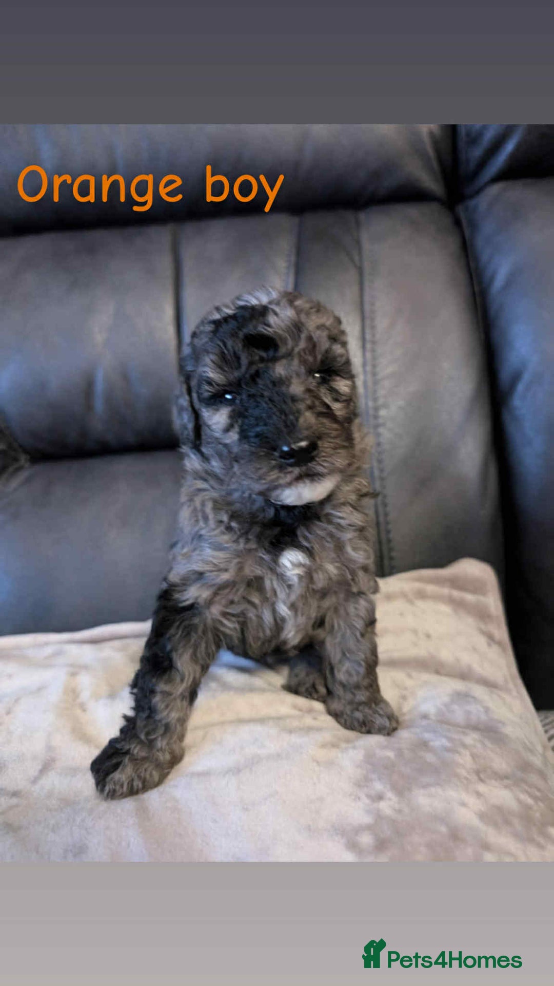 Labradoodle dogs for sale: HEALTH TESTED F1b Miniature labradoodle for SALE - Image 8