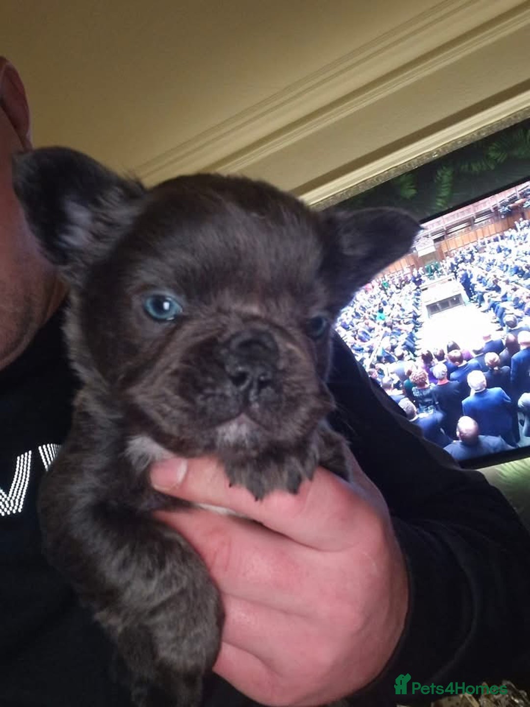 French Bulldog dogs for sale: Fluffy French bulldog puppies  - Advert 3