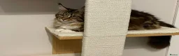 Maine Coon cats for sale: Ex Maine coon queen - Advert 9