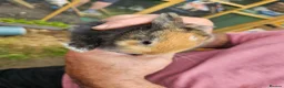 Mixed Breed rabbits for sale: Minilop x rex rabbits  - Advert 6