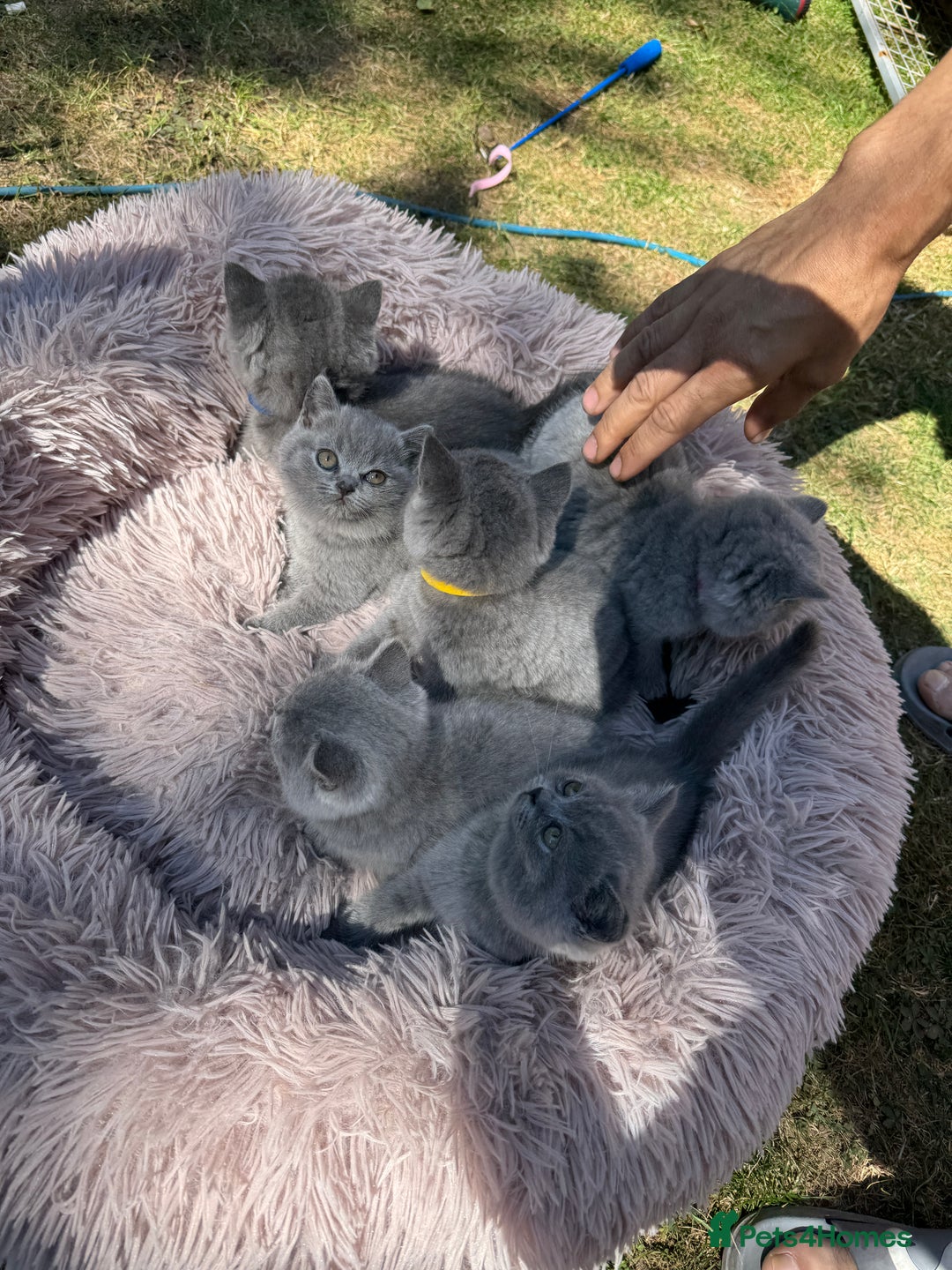 British Shorthair cats for sale: 🐾 British Shorthair Kittens – 8 Weeks Old  - Image 3