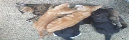 Mixed Breed cats for sale: Kittens - Advert 6