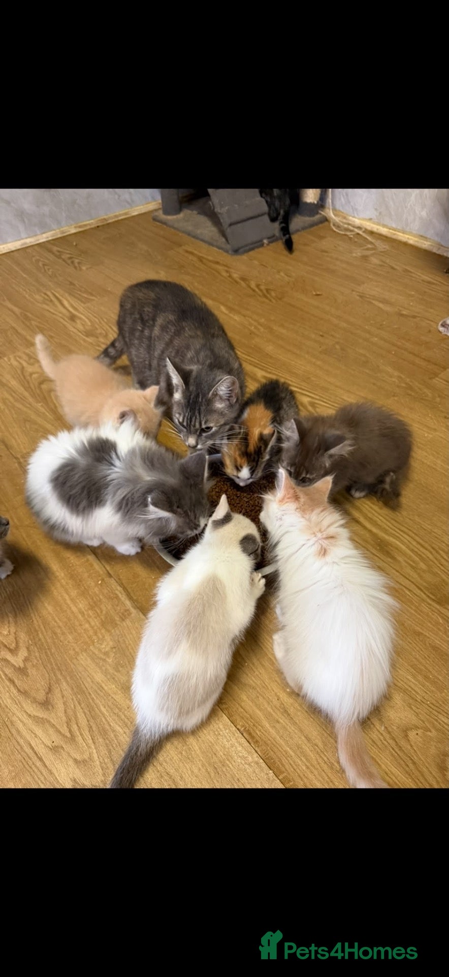 Mixed Breed cats for sale: Half ragdoll/half Maine coon kittens - Advert 4