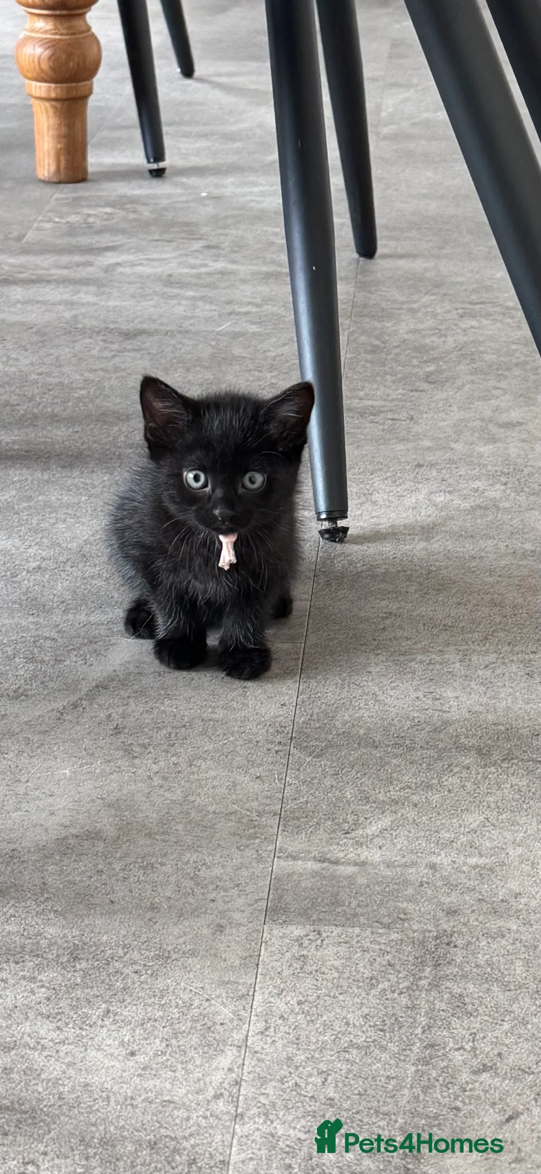 Mixed Breed cats for sale: Mixed breed kittens  - Advert 4