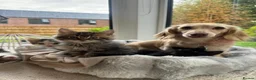 British Shorthair cats for sale: 🐾 Beautiful British Shorthair Kitten 🐾 in Leyland - Advert 9