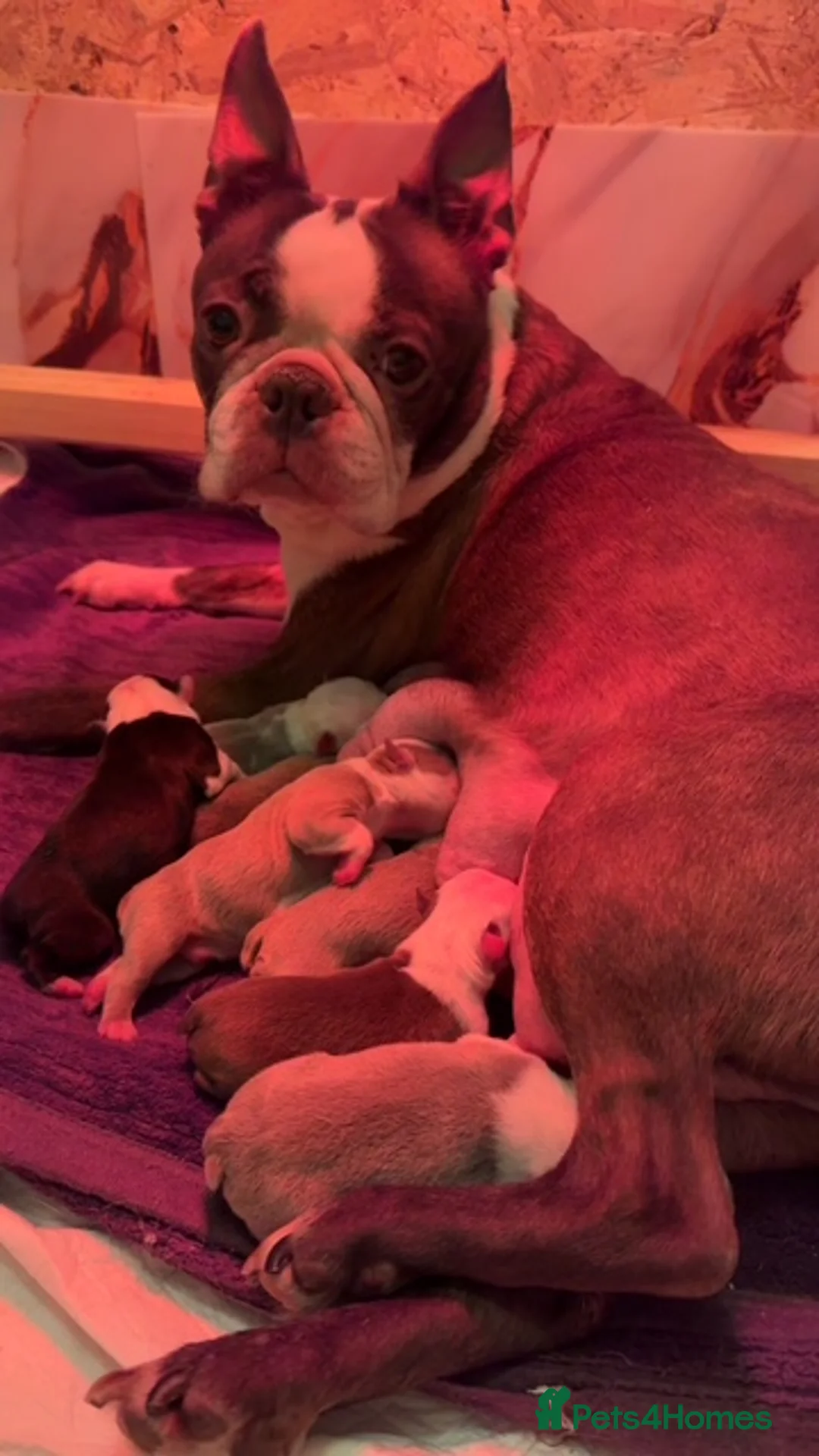 Boston Terrier dogs for sale: KC Registered Boston Terrier in Sheffield - Advert 1